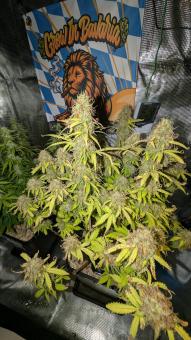 Orange President Auto - картинка 4