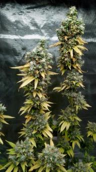 Dark Phoenix - картинка 3