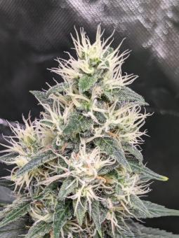 Hindu Kush Auto - картинка 4