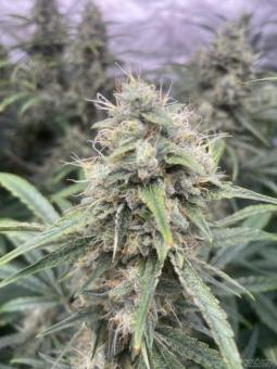 West Coast OG x Gelato Auto 41 - картинка 2