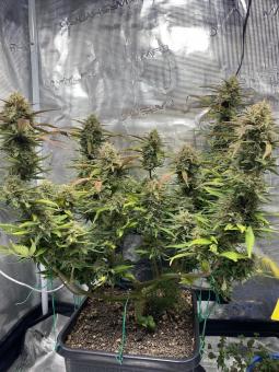 Lemonade Auto - картинка 3