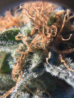 Raspberry Cough Auto - картинка 4