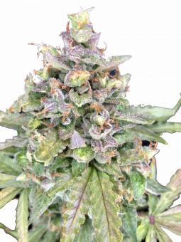Critical Herer genetics - картинка 1