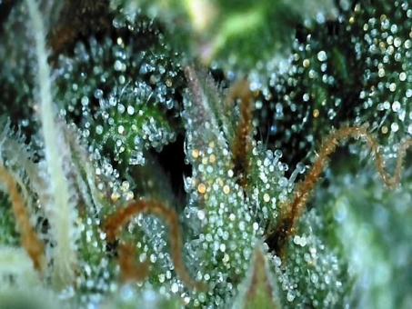 Kalashnikova Auto - картинка 4