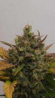 Northern Lights Auto - картинка 8