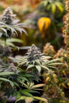 Sweetopia - картинка 3