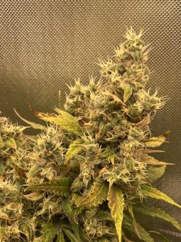 New York City - картинка 1