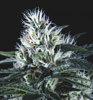 Wembley Fast Version - картинка 1