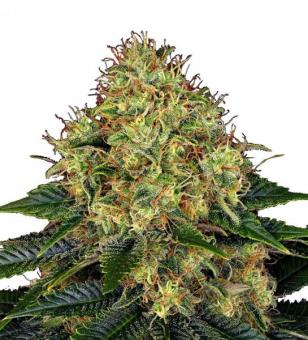 Skywalker OG Auto - картинка 1