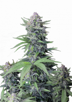 Tropicana Cookies FF - картинка 2