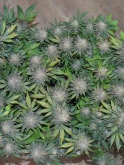 Skunk #1 Auto - картинка 3