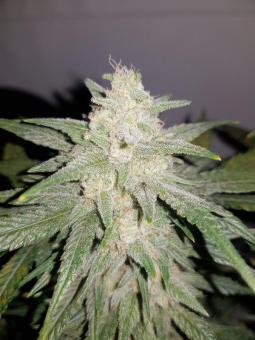 Gelato Auto - картинка 6