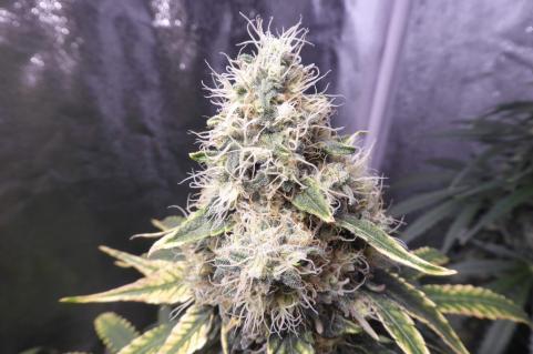 Galaxy CBD - картинка 2