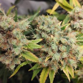 Gelato Seeds - картинка 3