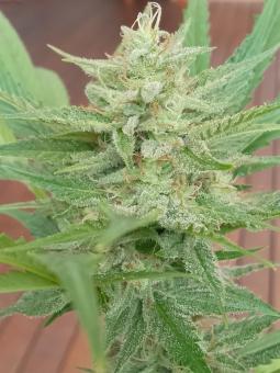 Black Toffee Auto - картинка 3