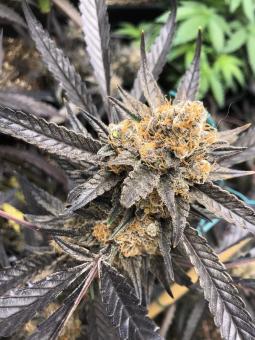 Marmalate - картинка 1