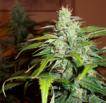 Lowryder Auto regular (IBL) - картинка 2