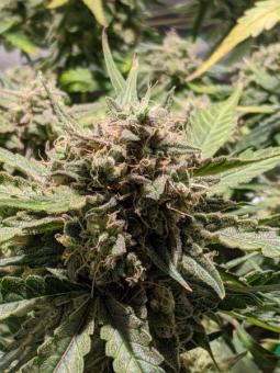 Bubblelicious Auto - картинка 4