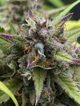 Purple Punch Auto - картинка 5