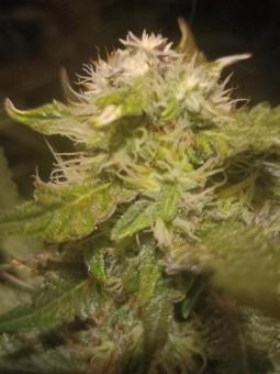 Critical Herer genetics - картинка 5