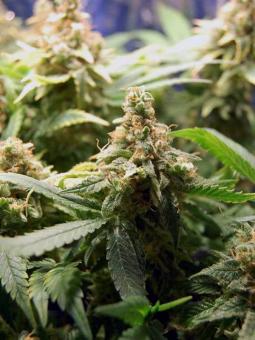 Super Lemon Haze - картинка 5