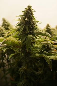 Super Bud - картинка 1