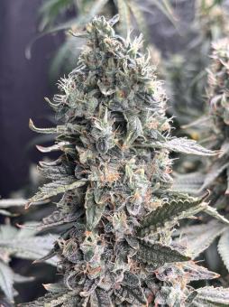 Chem Beyond Diesel® C.B.D. - картинка 5