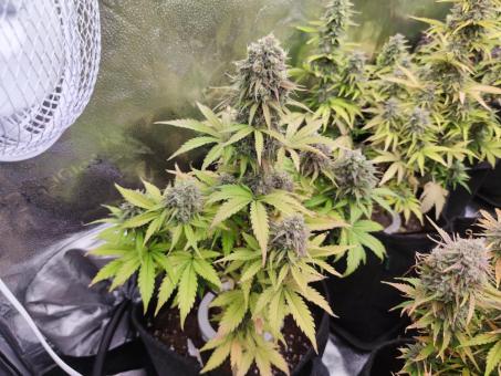 Auto Northern Lights - картинка 3