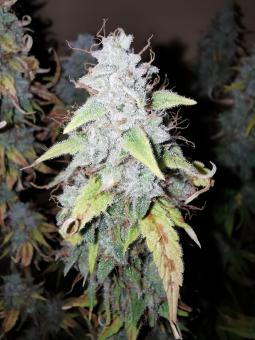 Bubba Slush - картинка 1