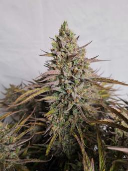Lemon Larry OG - картинка 1