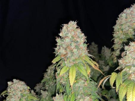 Motavation reg - картинка 7