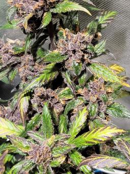 Devil Cream Auto - картинка 2