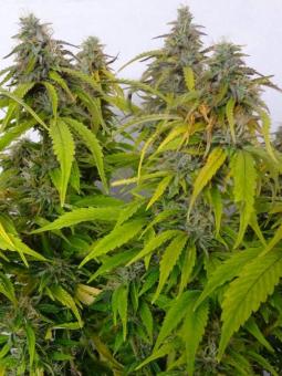 Auto Jack Herer genetics - картинка 5