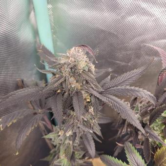 Purple #1 - картинка 4