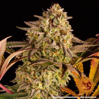 Blue Sunset Sherbert - картинка 9