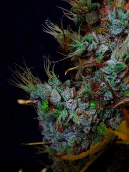 Auto Think Different - картинка 4