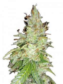 Kosher Haze - картинка 1