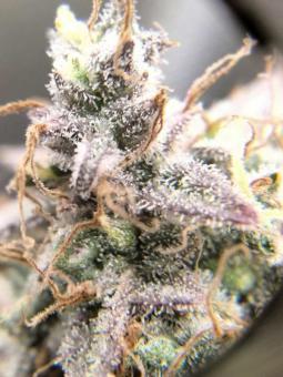 Buddha White Widow - картинка 4