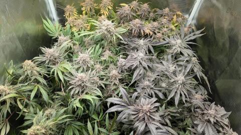 Orange Bud 2.0 - картинка 3