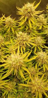 Jock Horror Auto - картинка 8