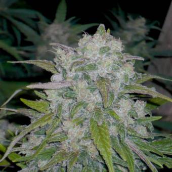 Critical Plus Fast - картинка 3