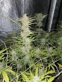 Northern Lights Auto - картинка 4