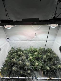 Mendocino Skunk - картинка 2