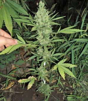 Niagara Auto - картинка 5