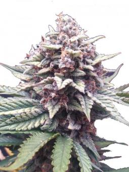 Fastberry Auto - картинка 1