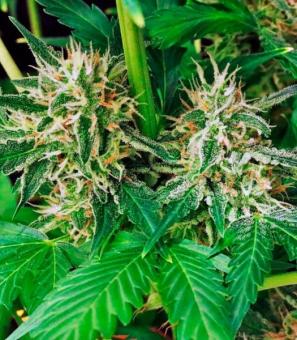 Sweet Skunk F1 Fast Version - картинка 2