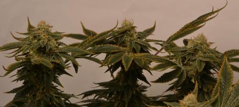 Nicole Og Kush - картинка 4