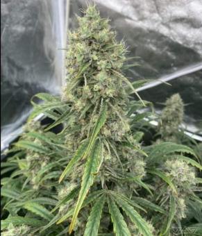 West Coast OG x Gelato Auto 41 - картинка 3