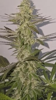 Purple Mints - картинка 6