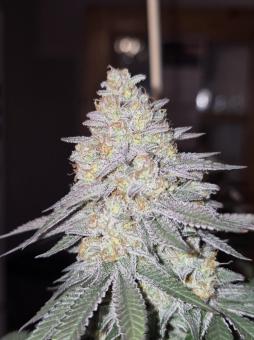 Do-Si-Dos - картинка 3